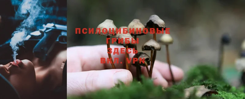 нарко площадка какой сайт  Камышлов  Псилоцибиновые грибы Psilocybine cubensis 